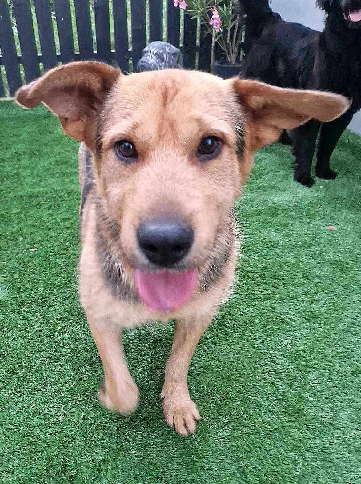 *** ADOPTED ***