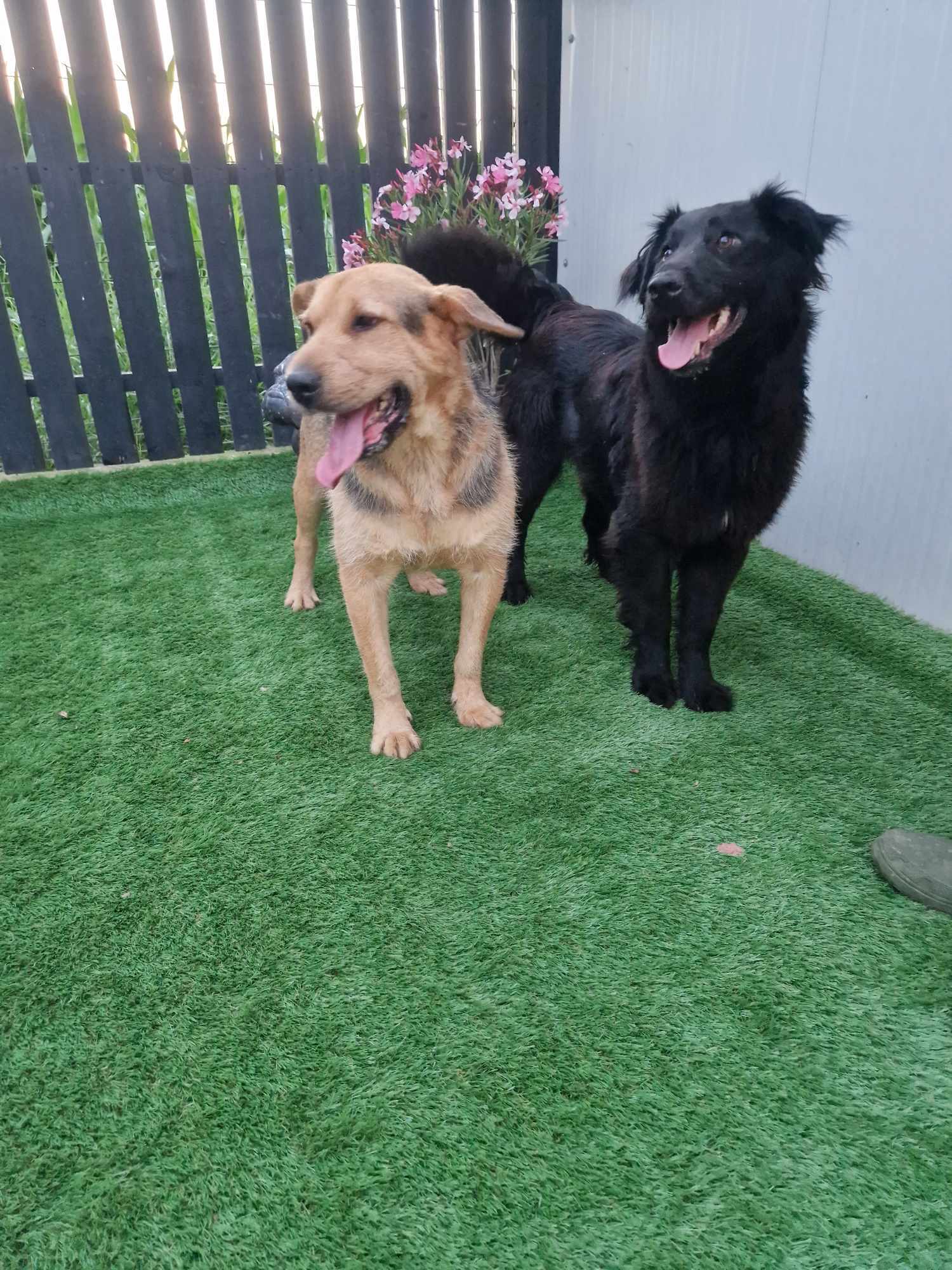 *** ADOPTED *** CAMIEL (CAMILLEKE )