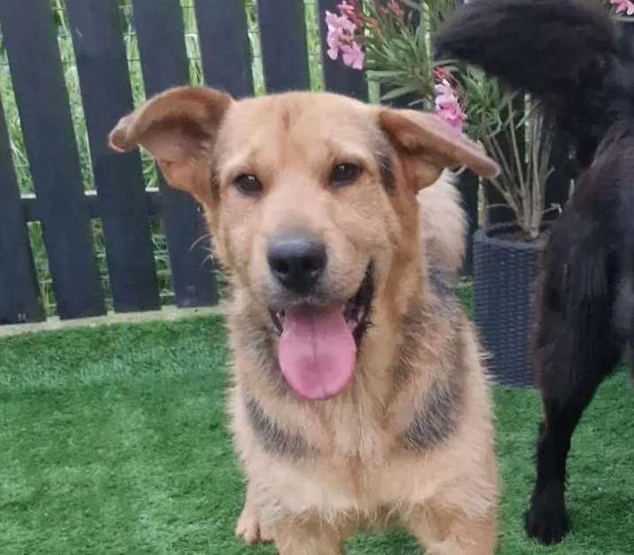 *** ADOPTED *** CAMIEL (CAMILLEKE )
