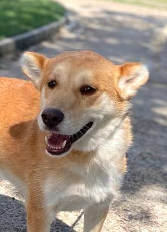 MILO *** ADOPTED ***