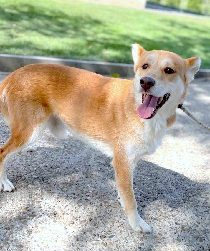 MILO *** ADOPTED ***