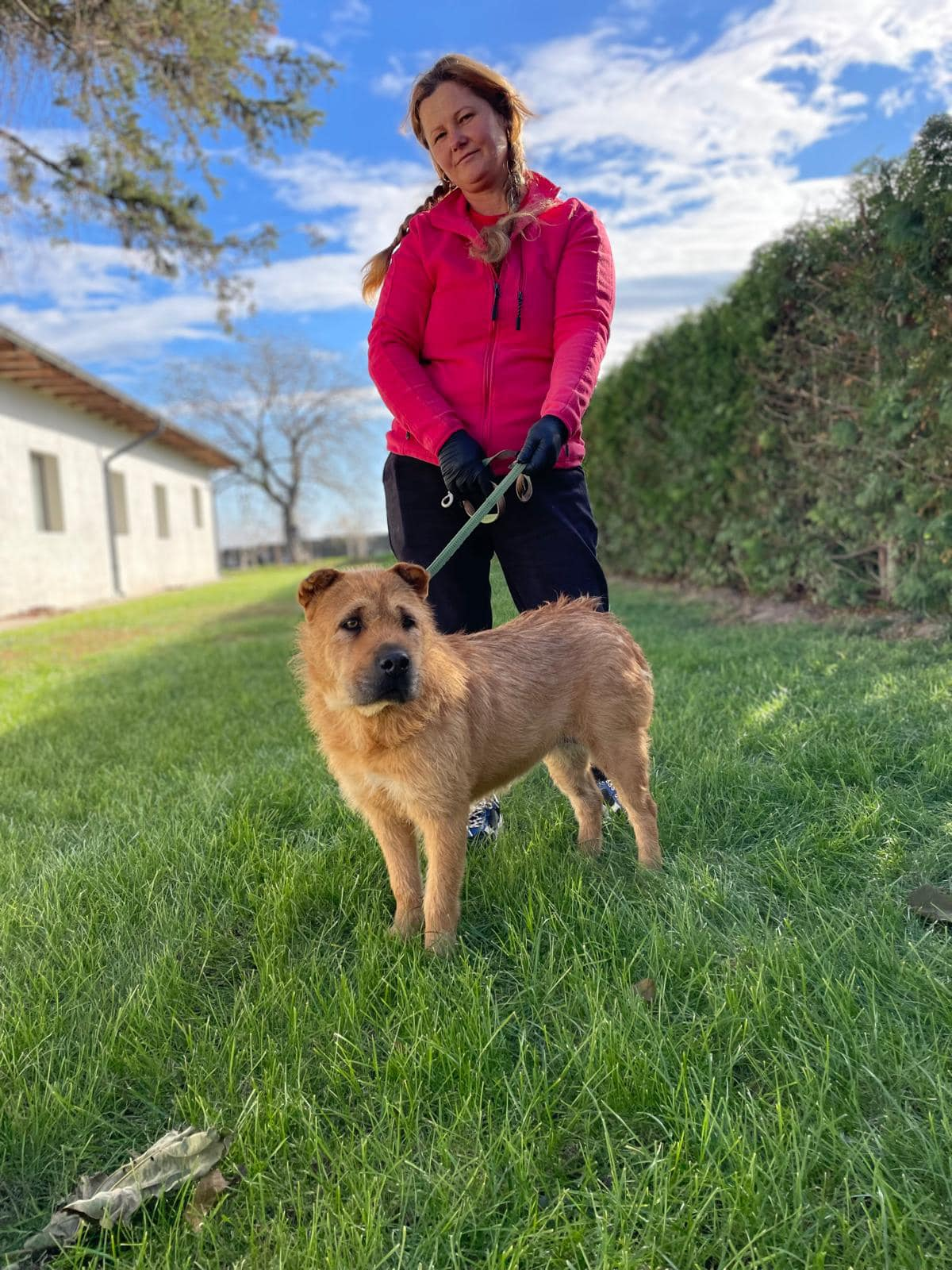 *** ADOPTED UK *** IZZY