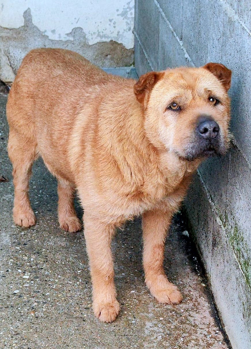 ***ADOPTED IN UK ***