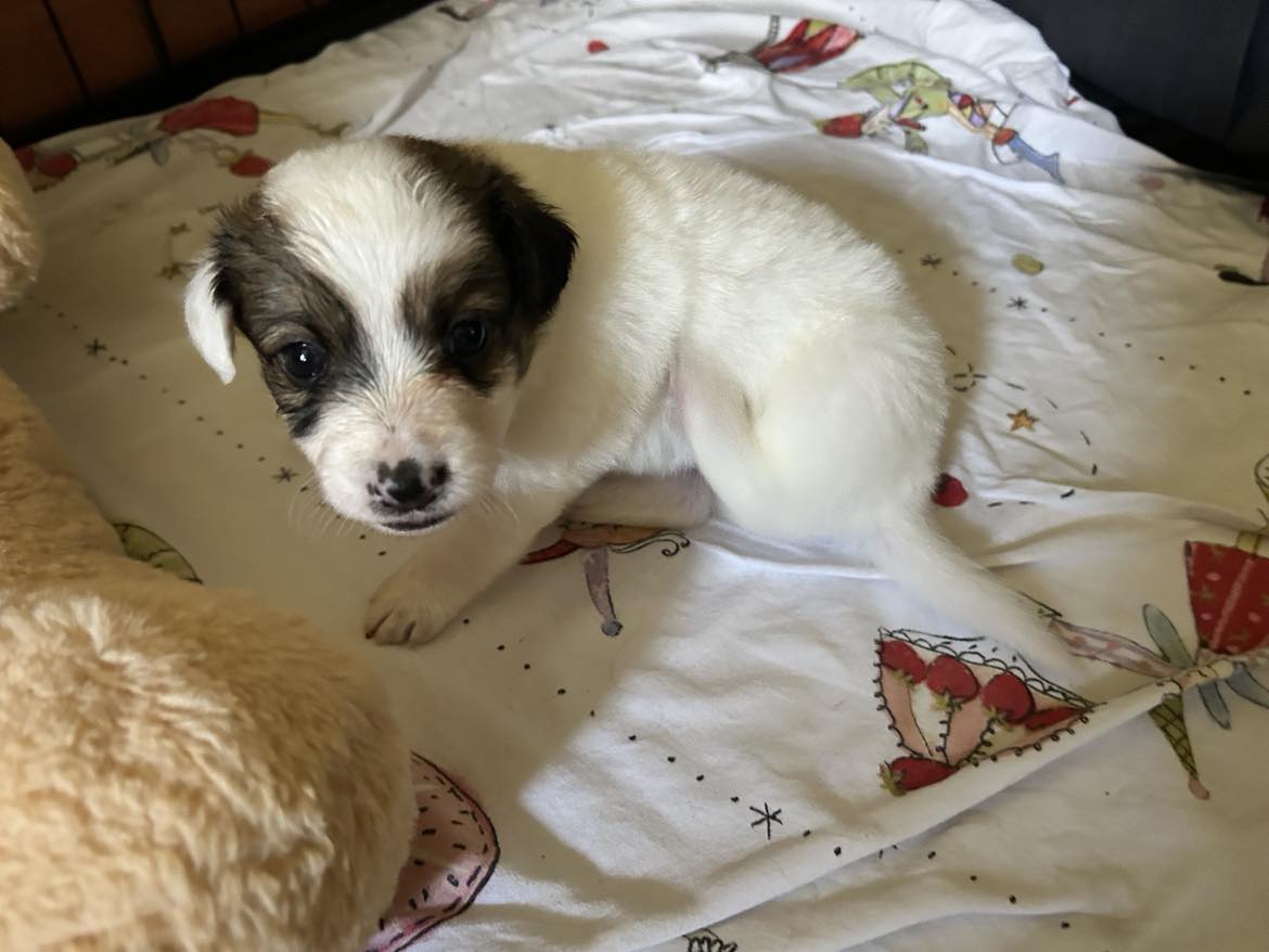 *** ADOPTED *** LILY (visitable at 3020 Herent - Belgium)