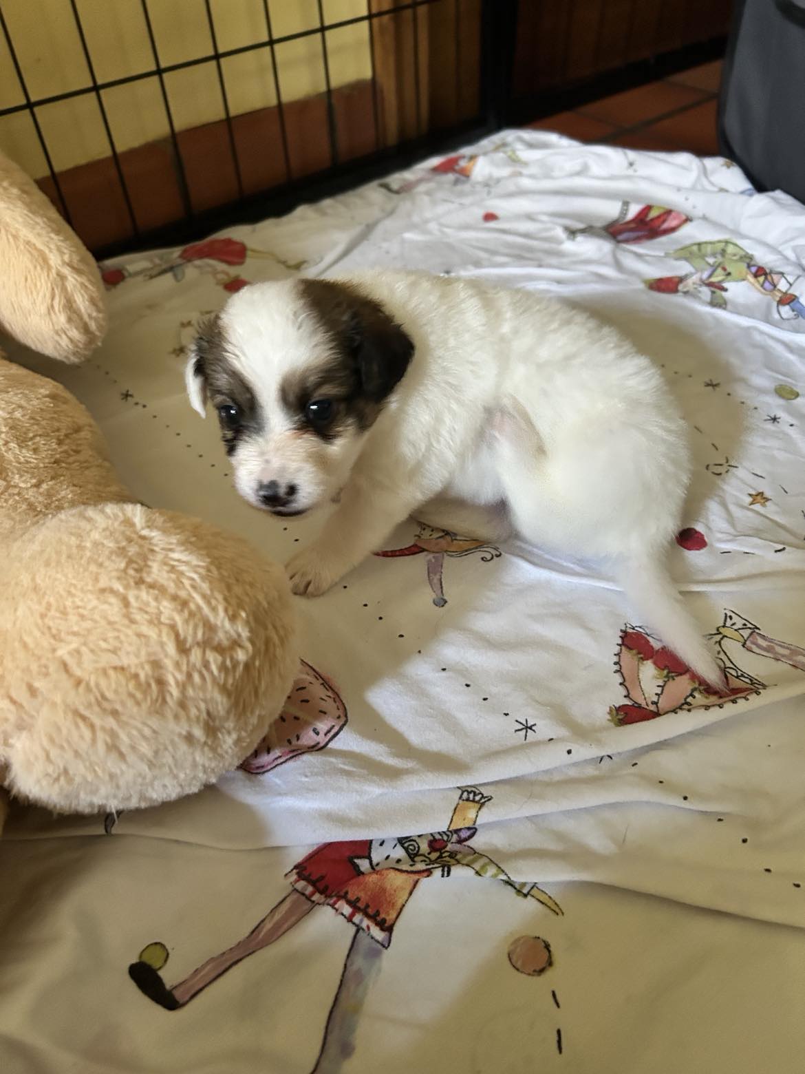 *** ADOPTED *** LILY (visitable at 3020 Herent - Belgium)