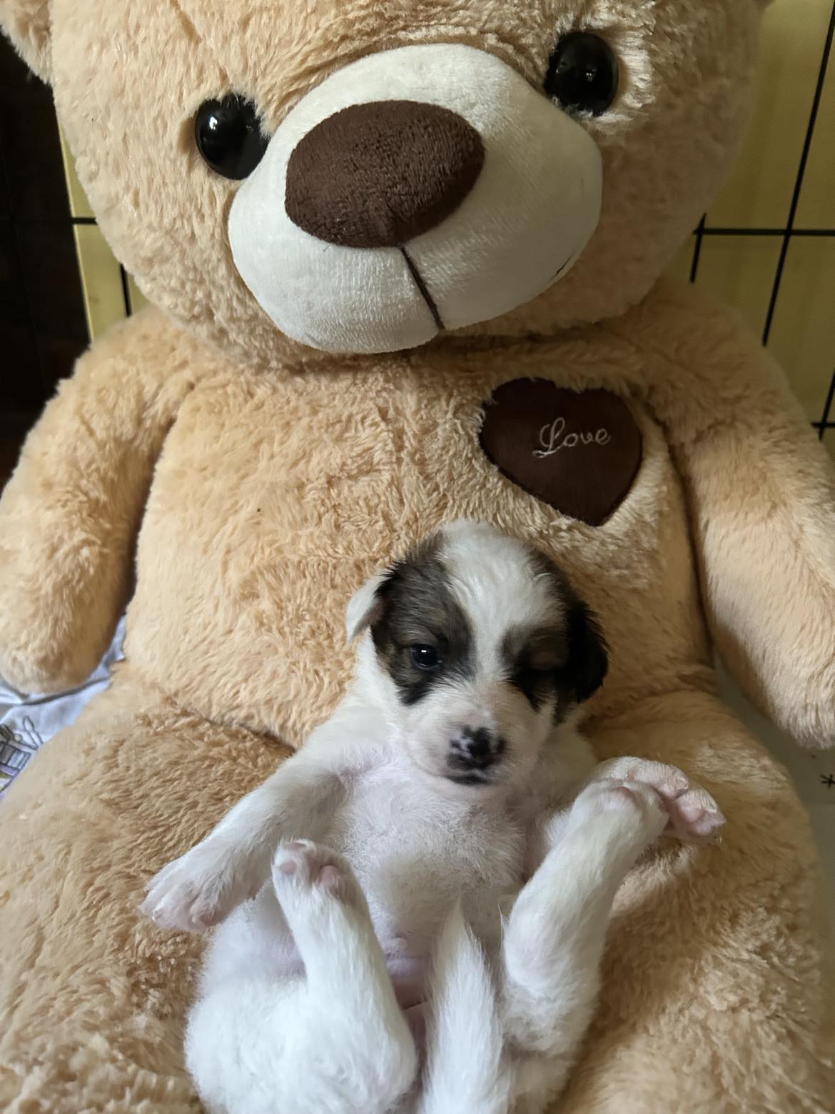 *** ADOPTED *** LILY (visitable at 3020 Herent - Belgium)