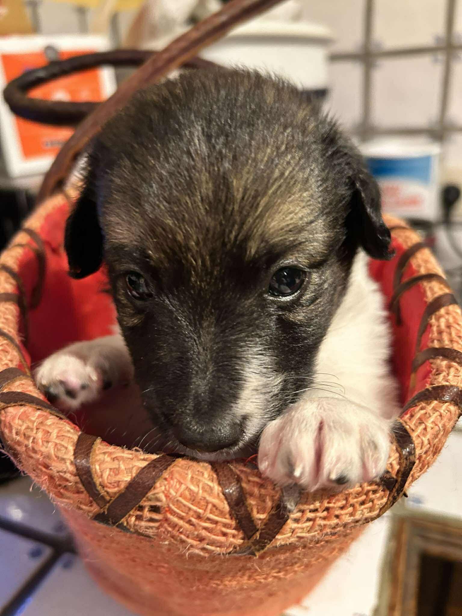 *** ADOPTED *** SHERLOCK (visitable at 3020 Herent - Belgium)