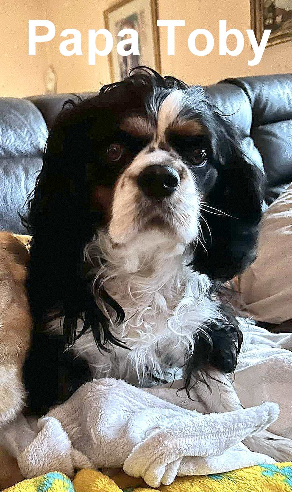 *** ADOPTED *** SHERLOCK (visitable at 3020 Herent - Belgium)