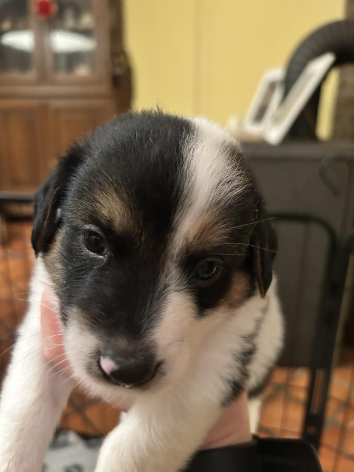 *** ADOPTED *** WATSON (visitable at 3020 Herent - Belgium )