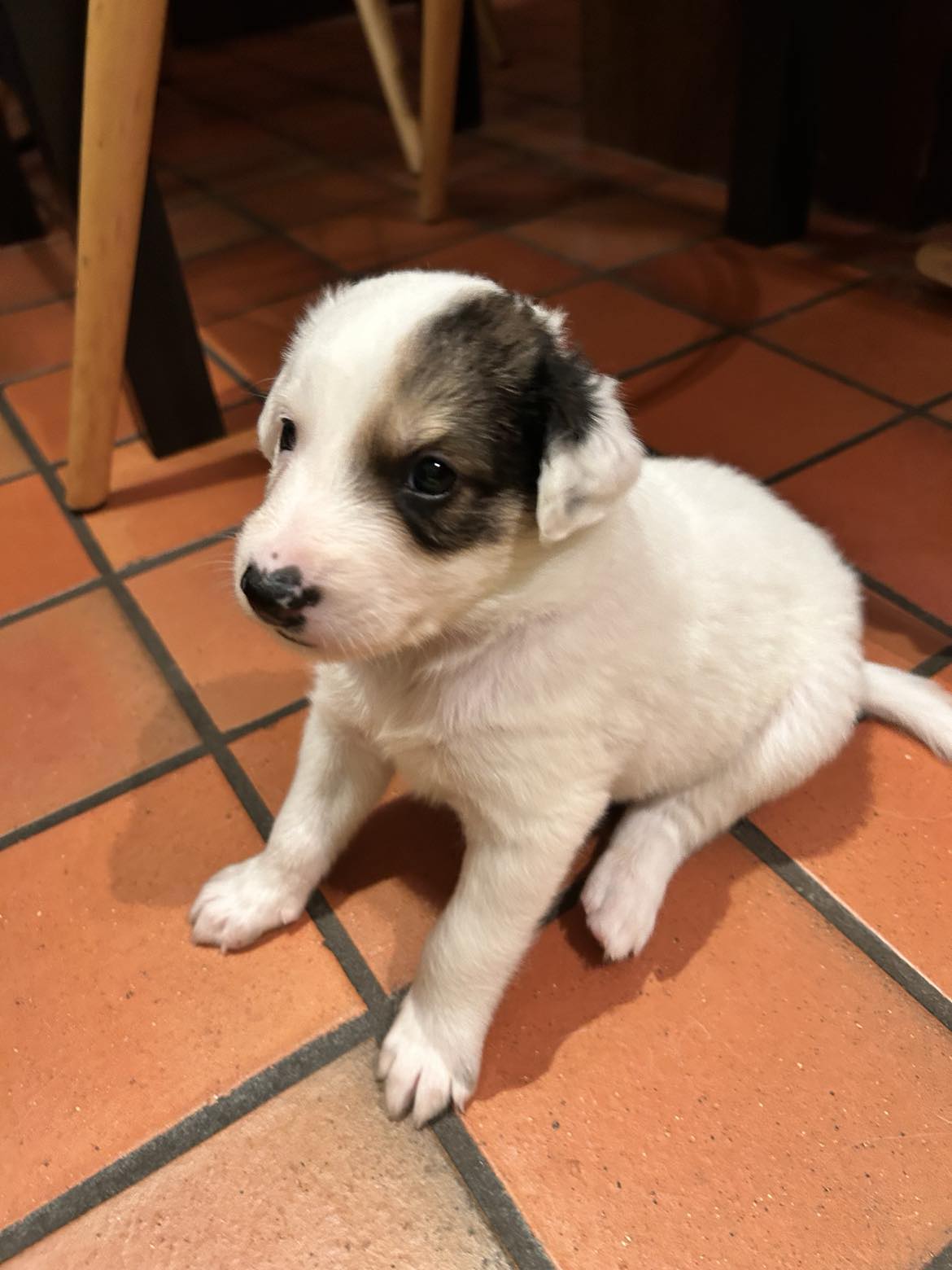 JACK *** ADOPTED *** (visitable at 3020 Herent - Belgium)