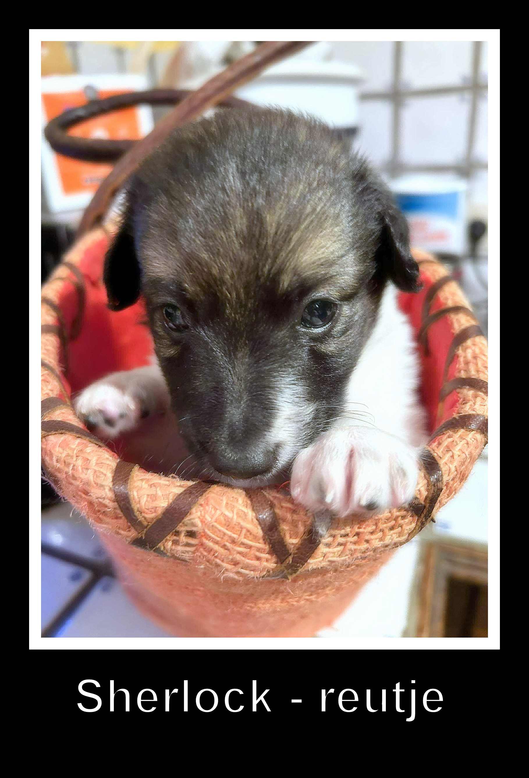 *** ADOPTED *** SHERLOCK (visitable at 3020 Herent - Belgium)
