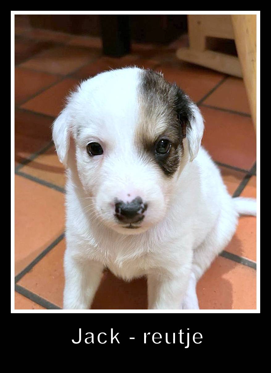 JACK *** ADOPTED *** (visitable at 3020 Herent - Belgium)