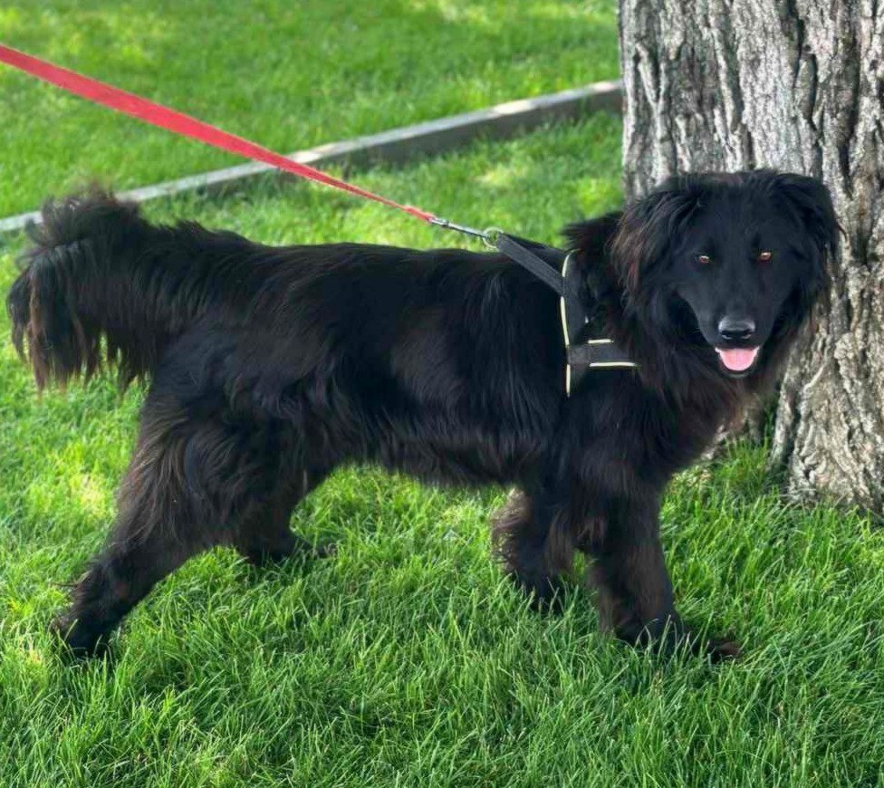 *** ADOPTED ***