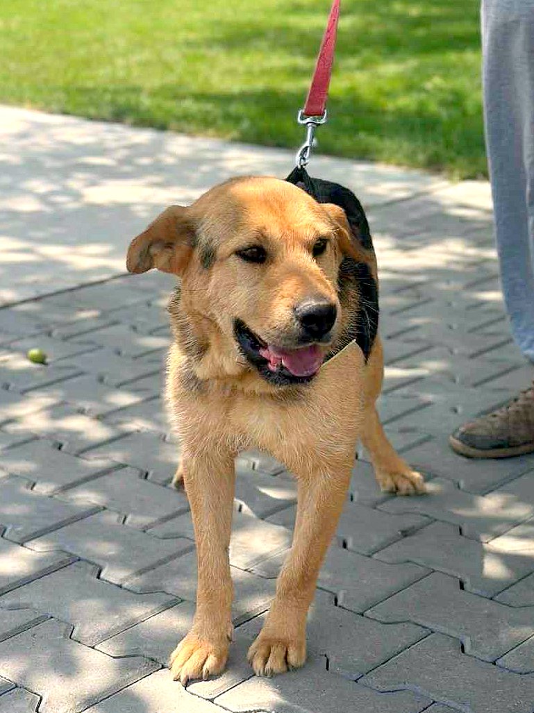 *** ADOPTED *** CAMIEL (CAMILLEKE )