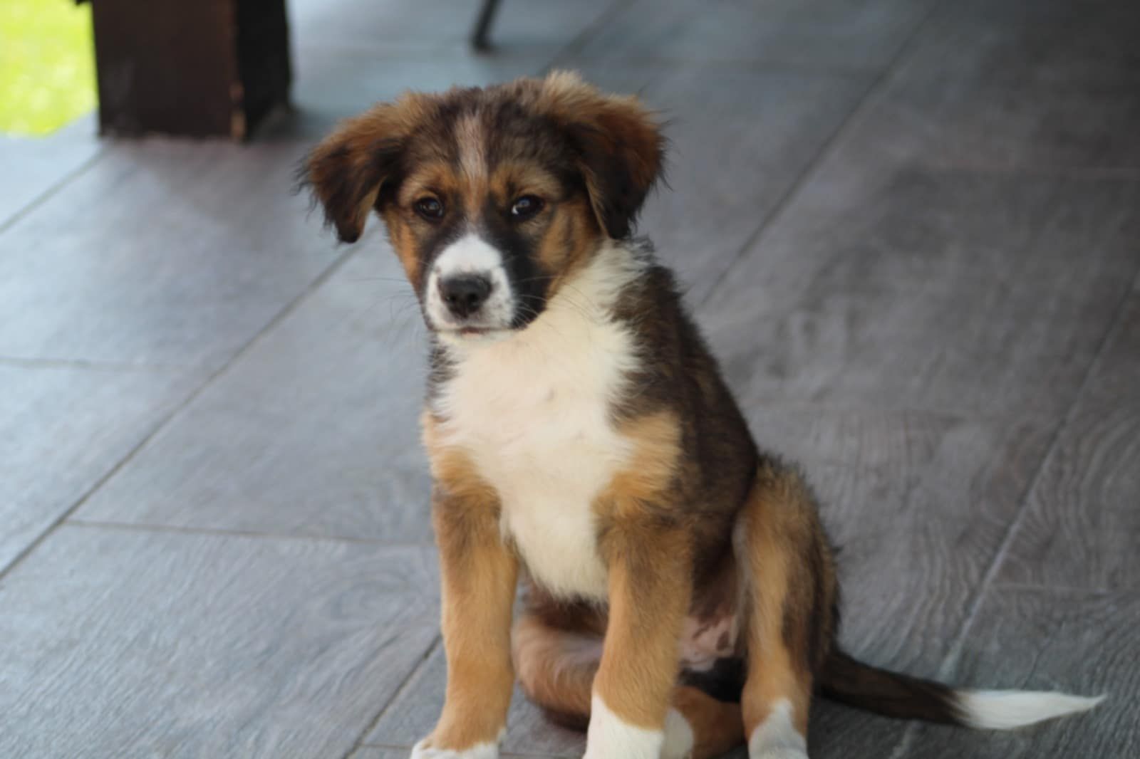 *** ADOPTED ***
