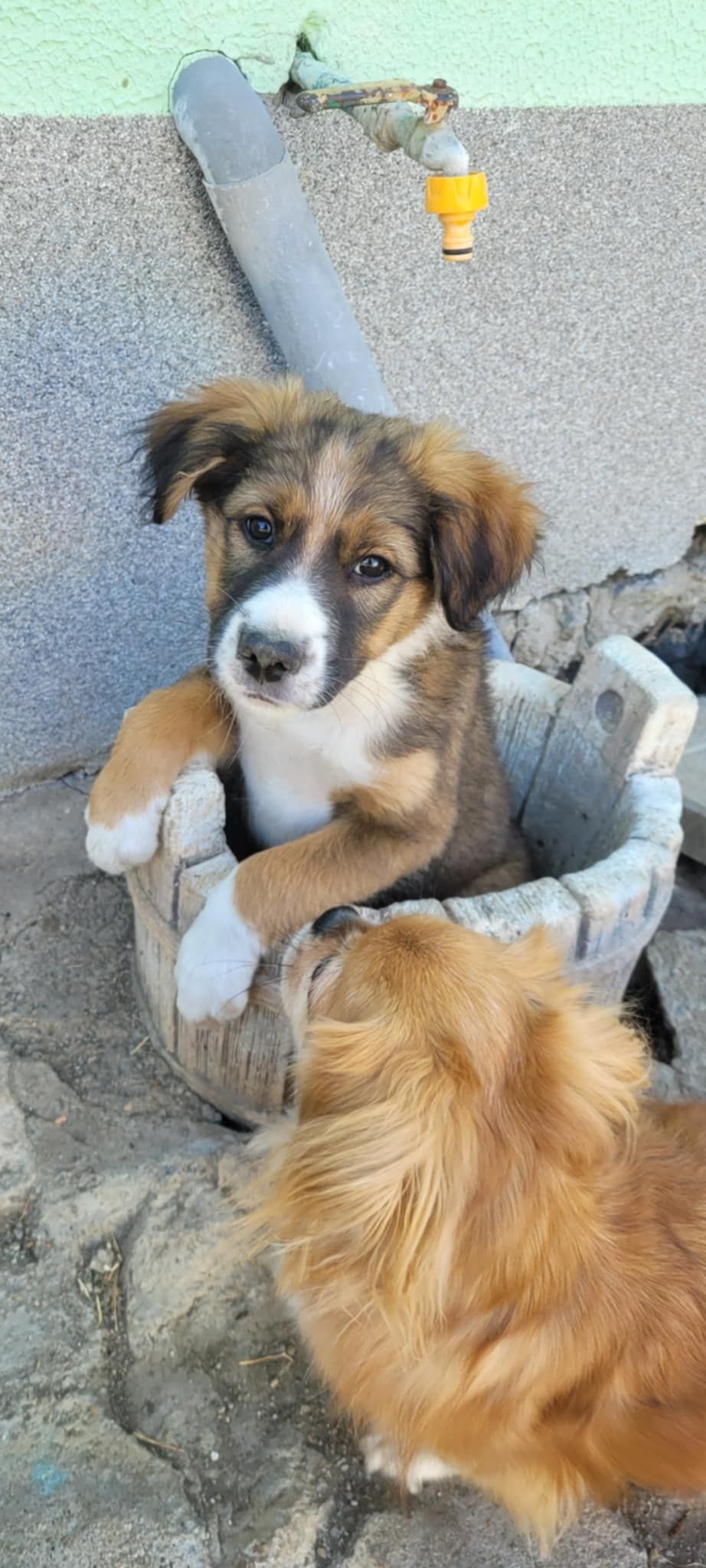 *** ADOPTED ***