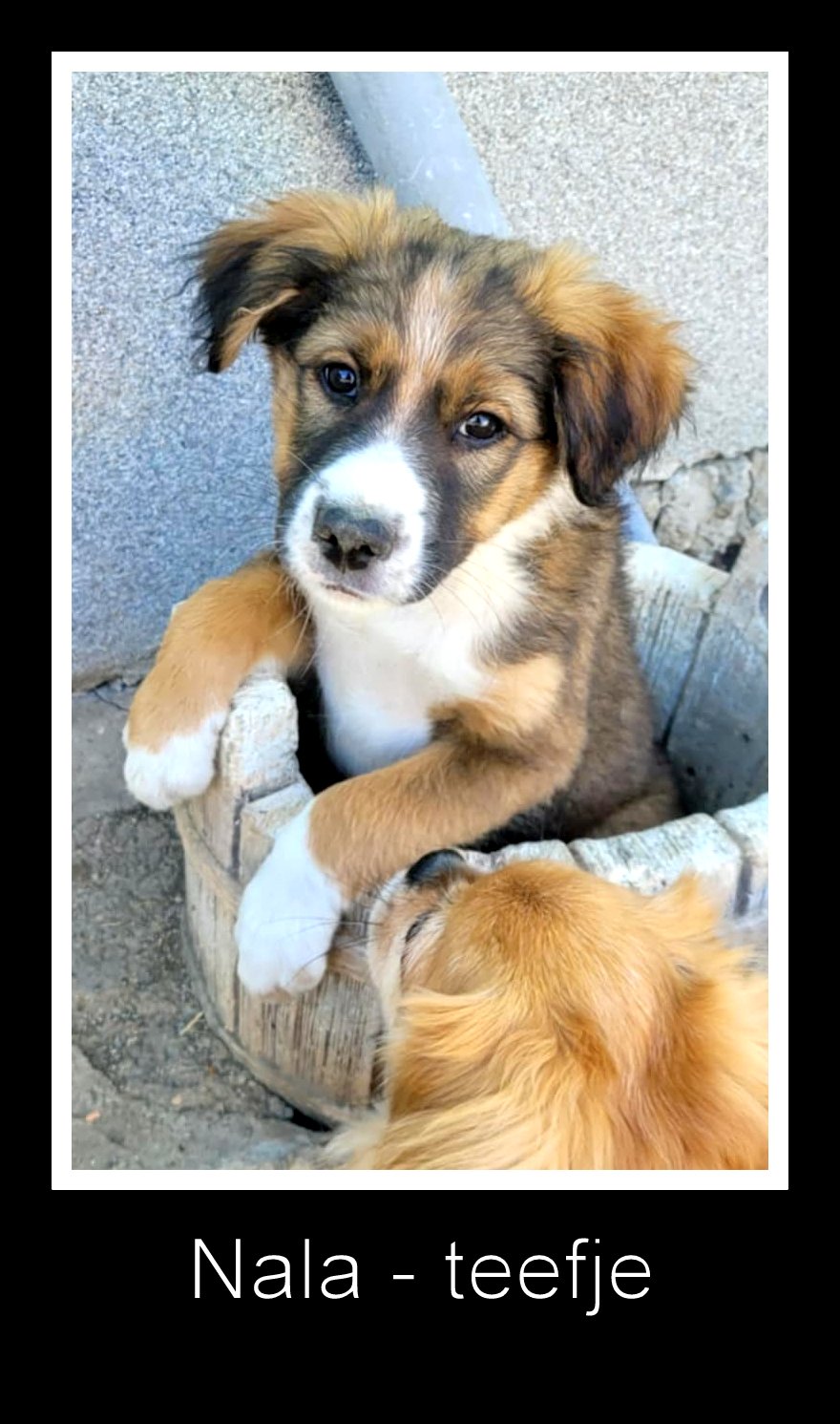 *** ADOPTED ***