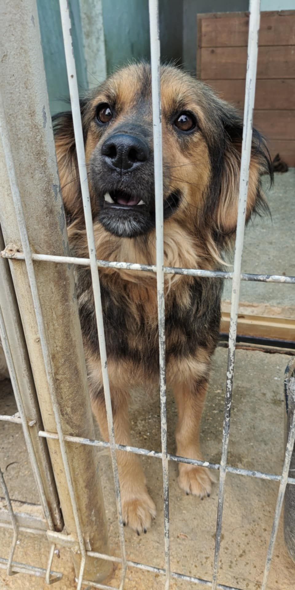 *** ADOPTED *** Jetty – the little ray of sunshine that steals your heart