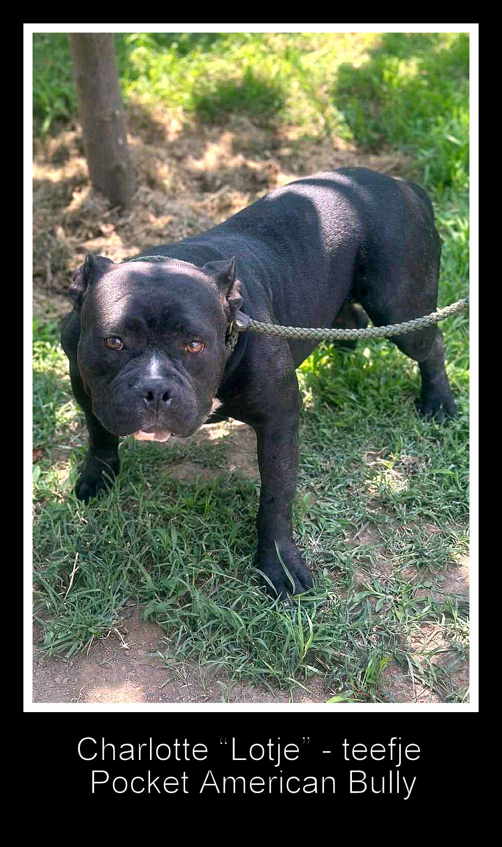 *** GEADOPTEERD *** 🌸 C H A R L O T T E   (L O T J E) 🌸
