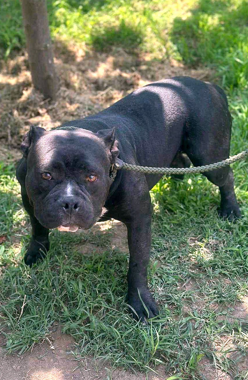 *** GEADOPTEERD *** 🌸 C H A R L O T T E   (L O T J E) 🌸