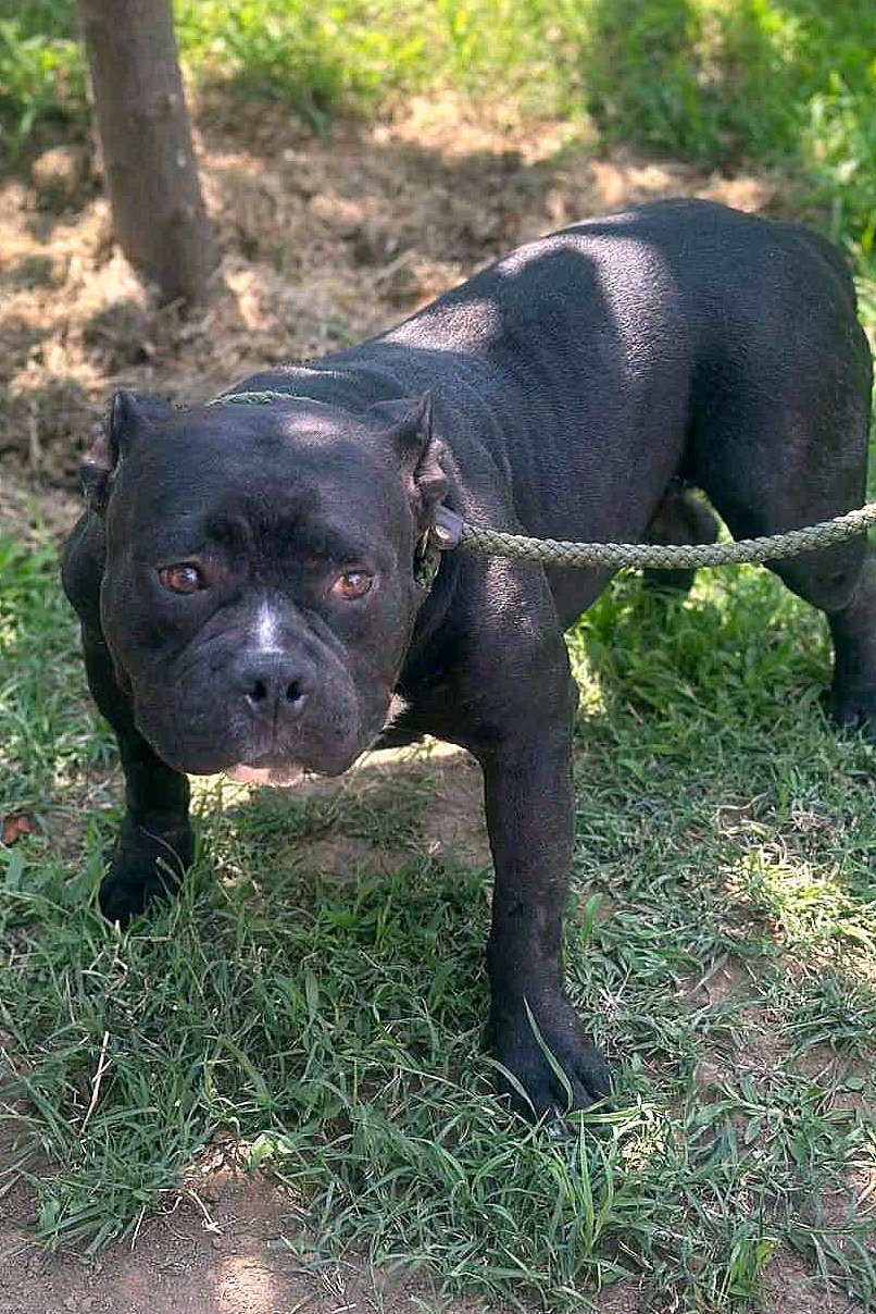 *** GEADOPTEERD *** 🌸 C H A R L O T T E   (L O T J E) 🌸