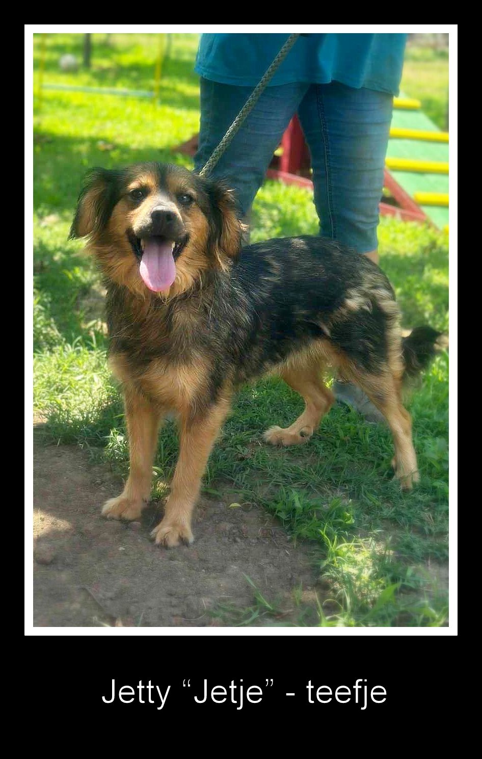 *** ADOPTED *** Jetty – the little ray of sunshine that steals your heart