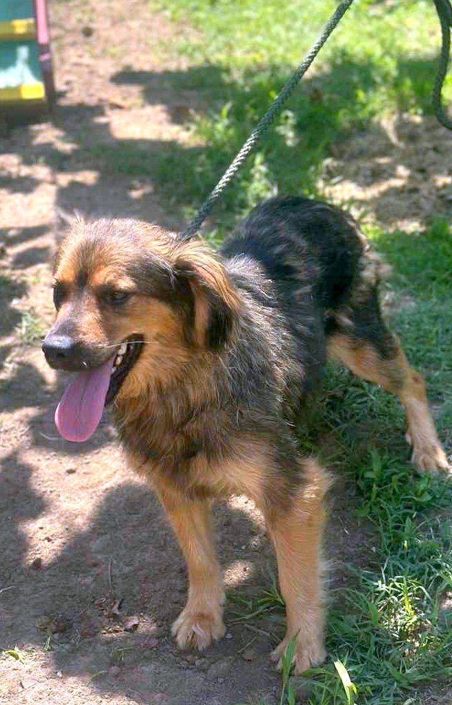 *** ADOPTED *** Jetty – the little ray of sunshine that steals your heart