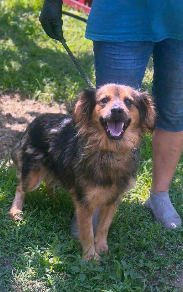 *** ADOPTED *** Jetty – the little ray of sunshine that steals your heart