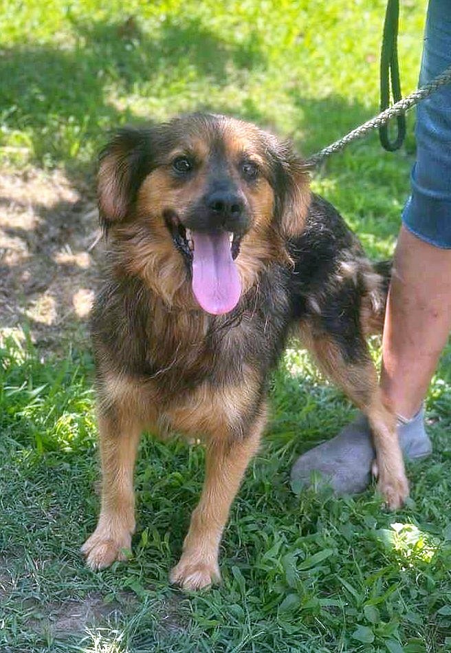 *** ADOPTED *** Jetty – the little ray of sunshine that steals your heart