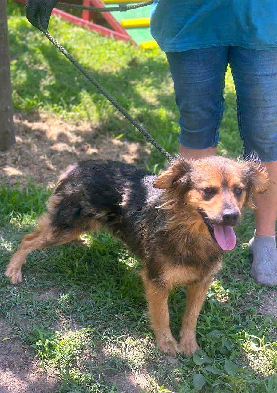 *** ADOPTED *** Jetty – the little ray of sunshine that steals your heart