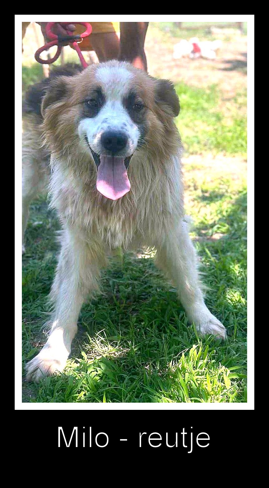*** ADOPTED UK ***