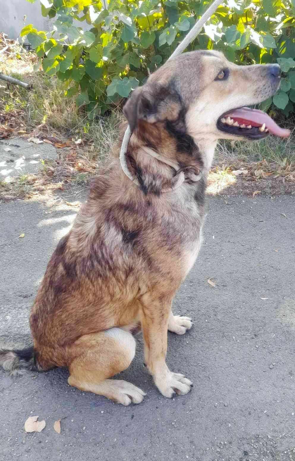 *** ADOPTED ***