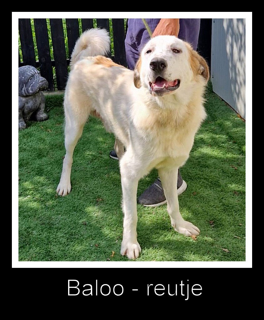 *** ADOPTED UK *** 🐾 BALOO  💖 Een grote zachte knuffelbeer met een hart van goud 💖