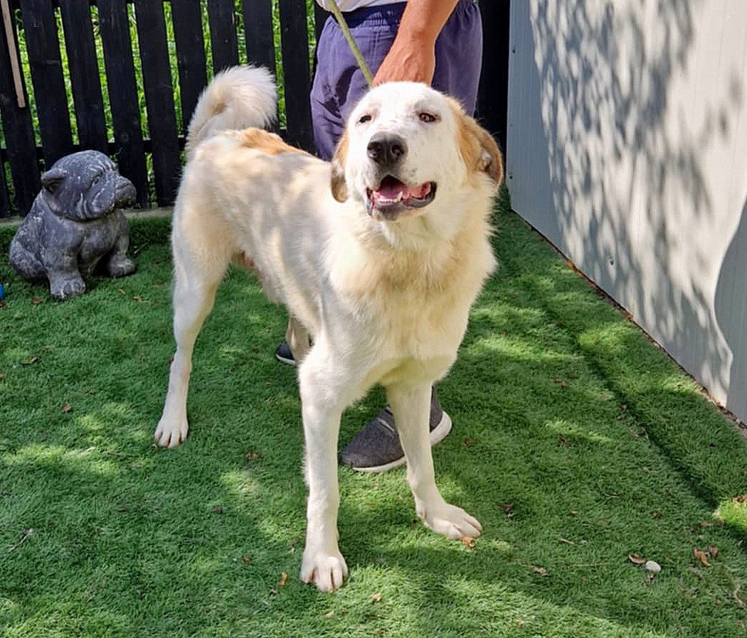 *** ADOPTED UK *** 🐾 BALOO  💖 Een grote zachte knuffelbeer met een hart van goud 💖