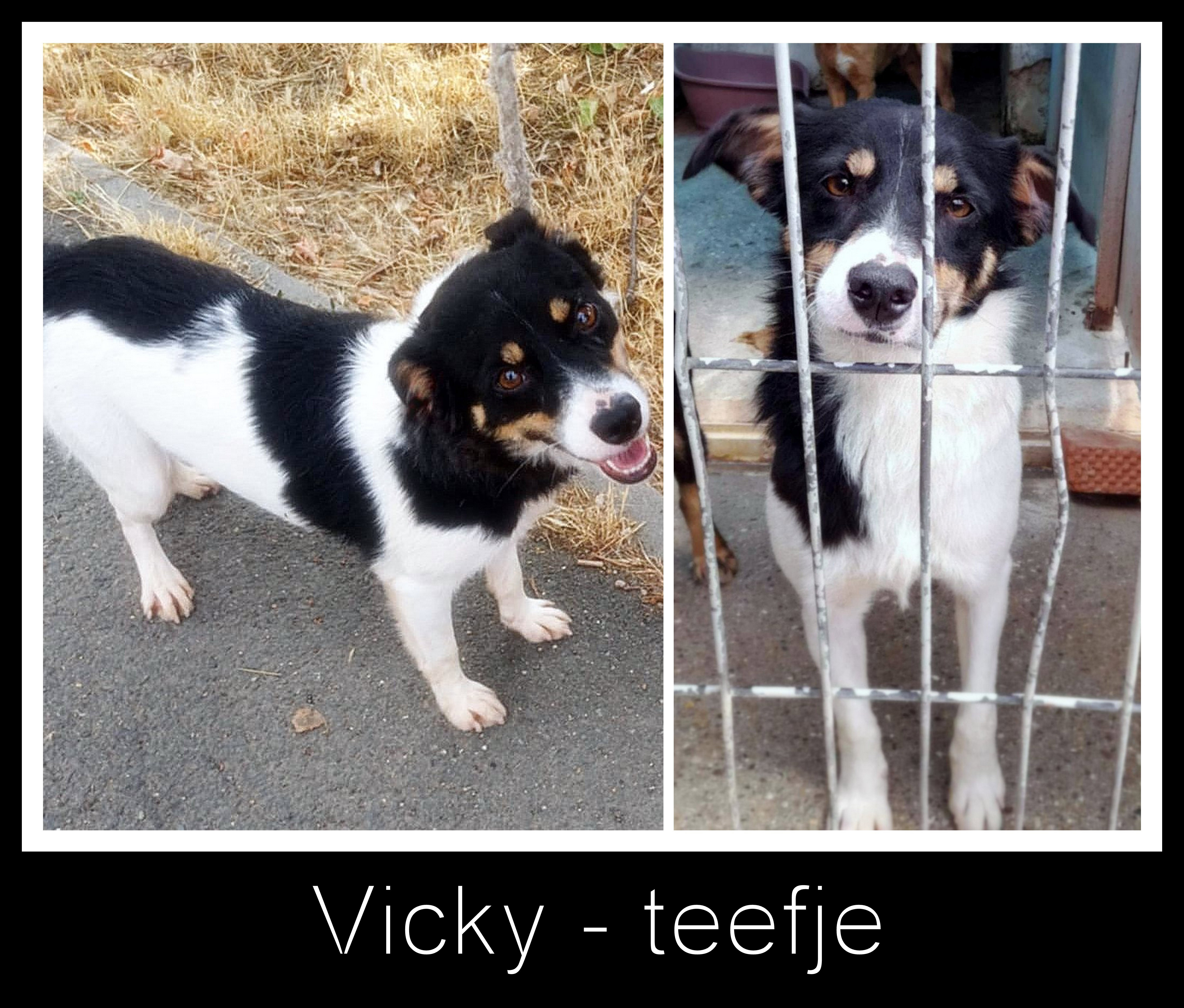 *** ADOPTED UK ***  Vicky – cheerful girl with a heart of gold