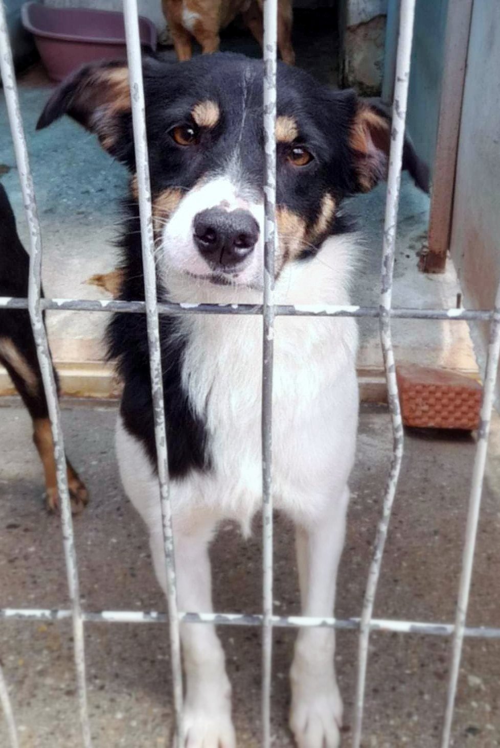 *** ADOPTED UK ***  Vicky – cheerful girl with a heart of gold