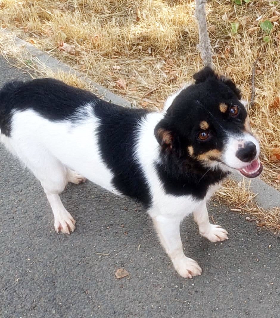 *** ADOPTED UK ***  Vicky – cheerful girl with a heart of gold