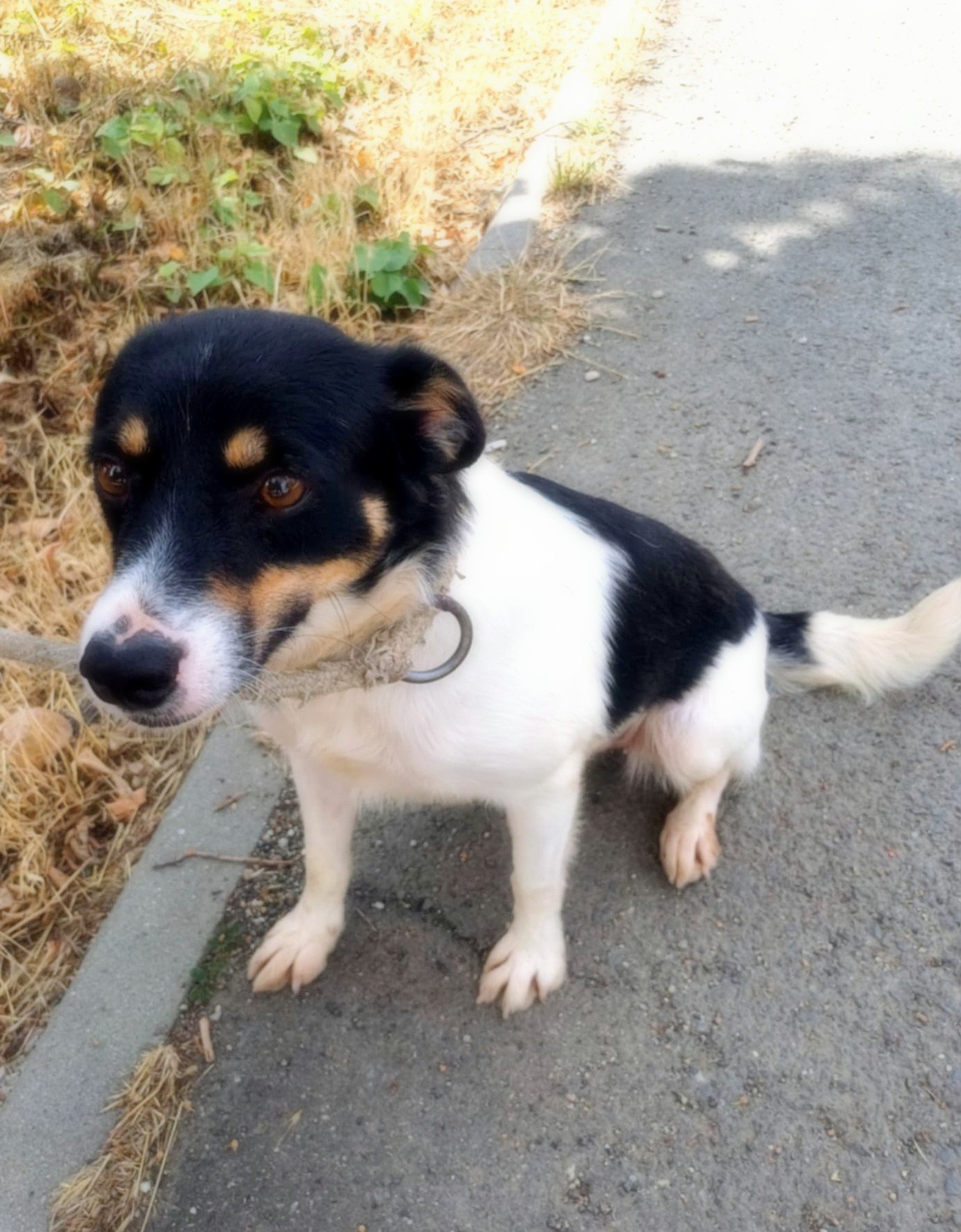 *** ADOPTED UK ***  Vicky – cheerful girl with a heart of gold