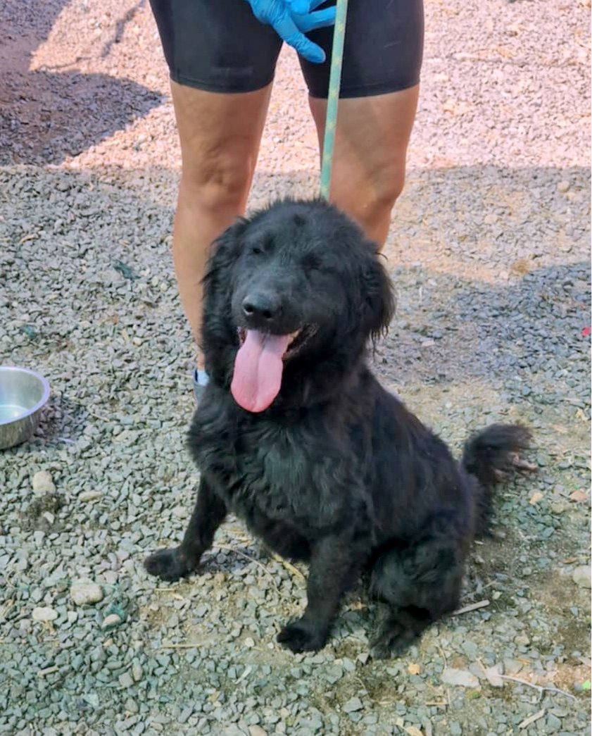***ADOPTED UK ***