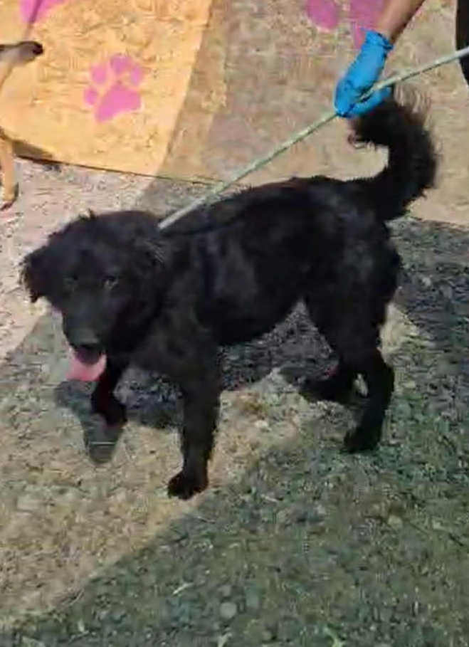 ***ADOPTED UK ***