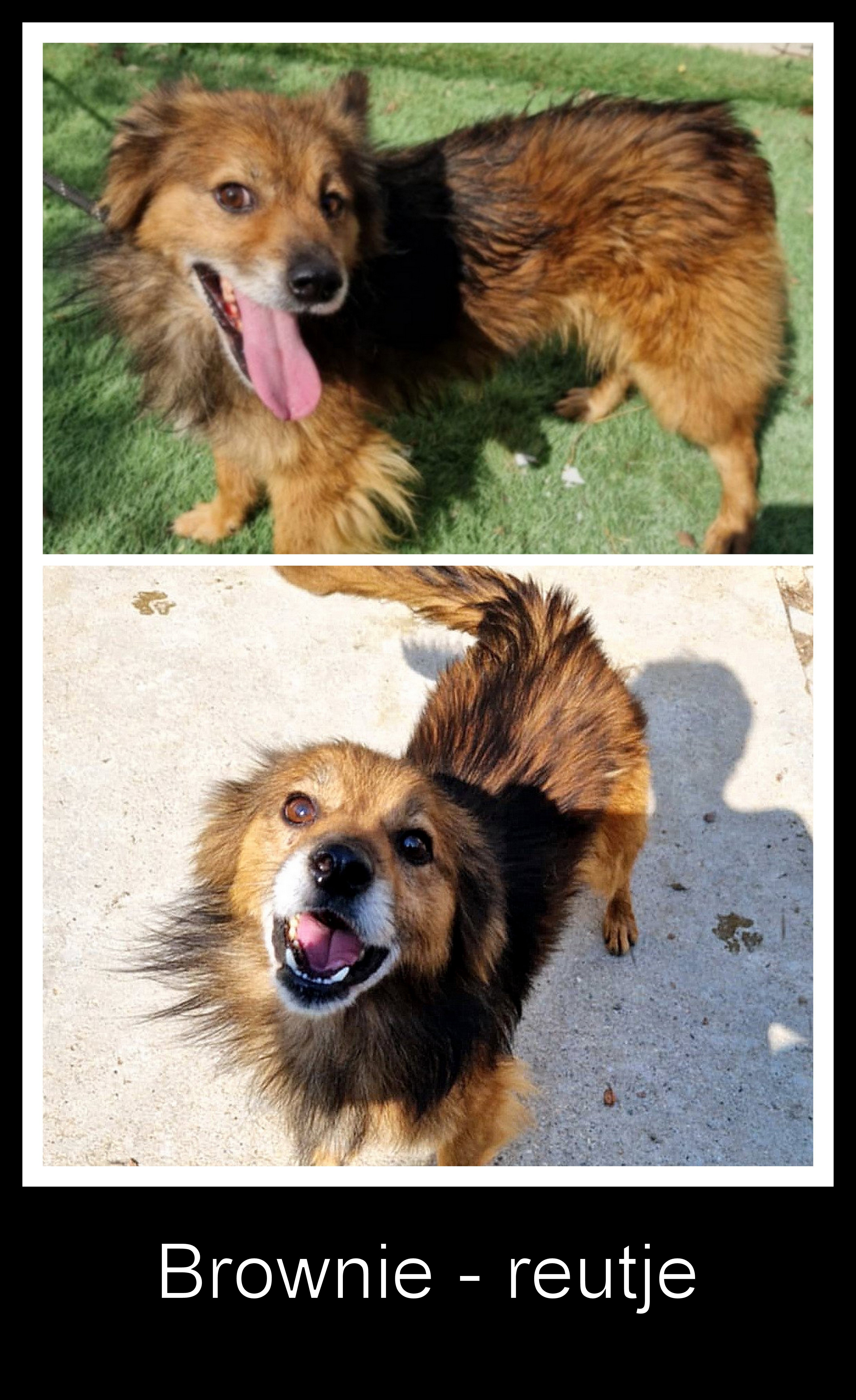 *** ADOPTED UK ***