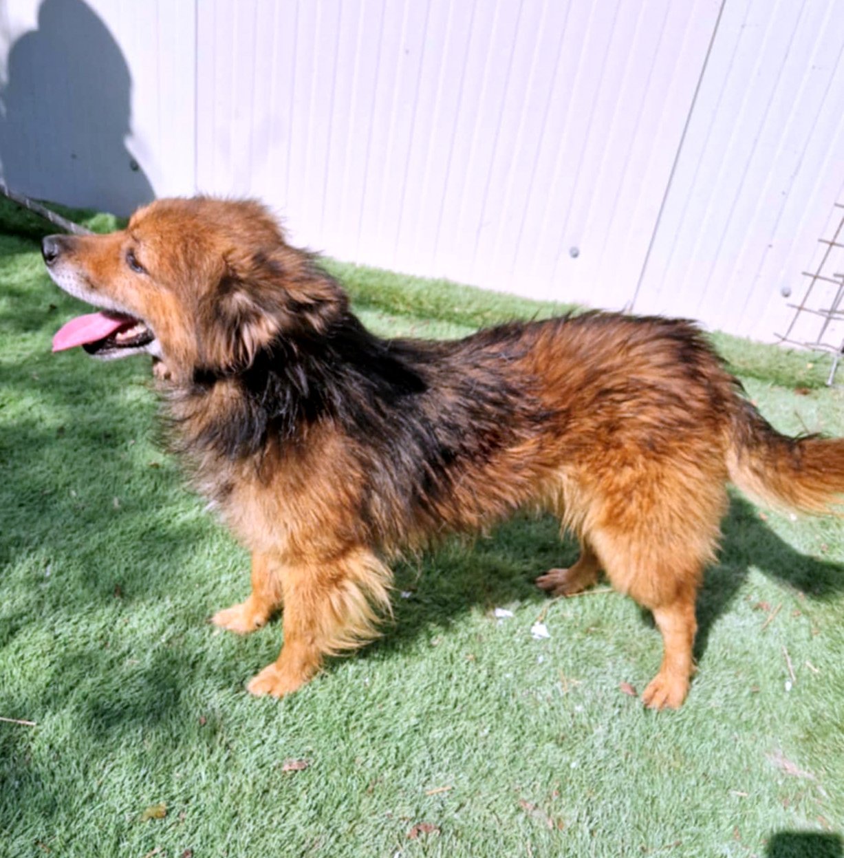 *** ADOPTED UK ***