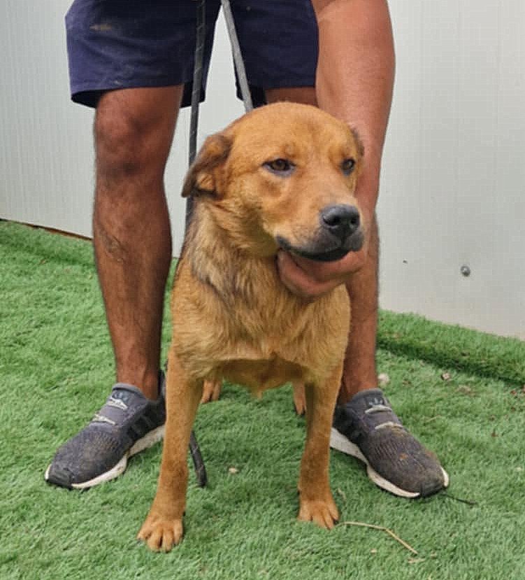 🐾 *** GEADOPTEERD UK ***   Amber – een zacht en lief meisje op zoek naar haar gouden mandje 🐾