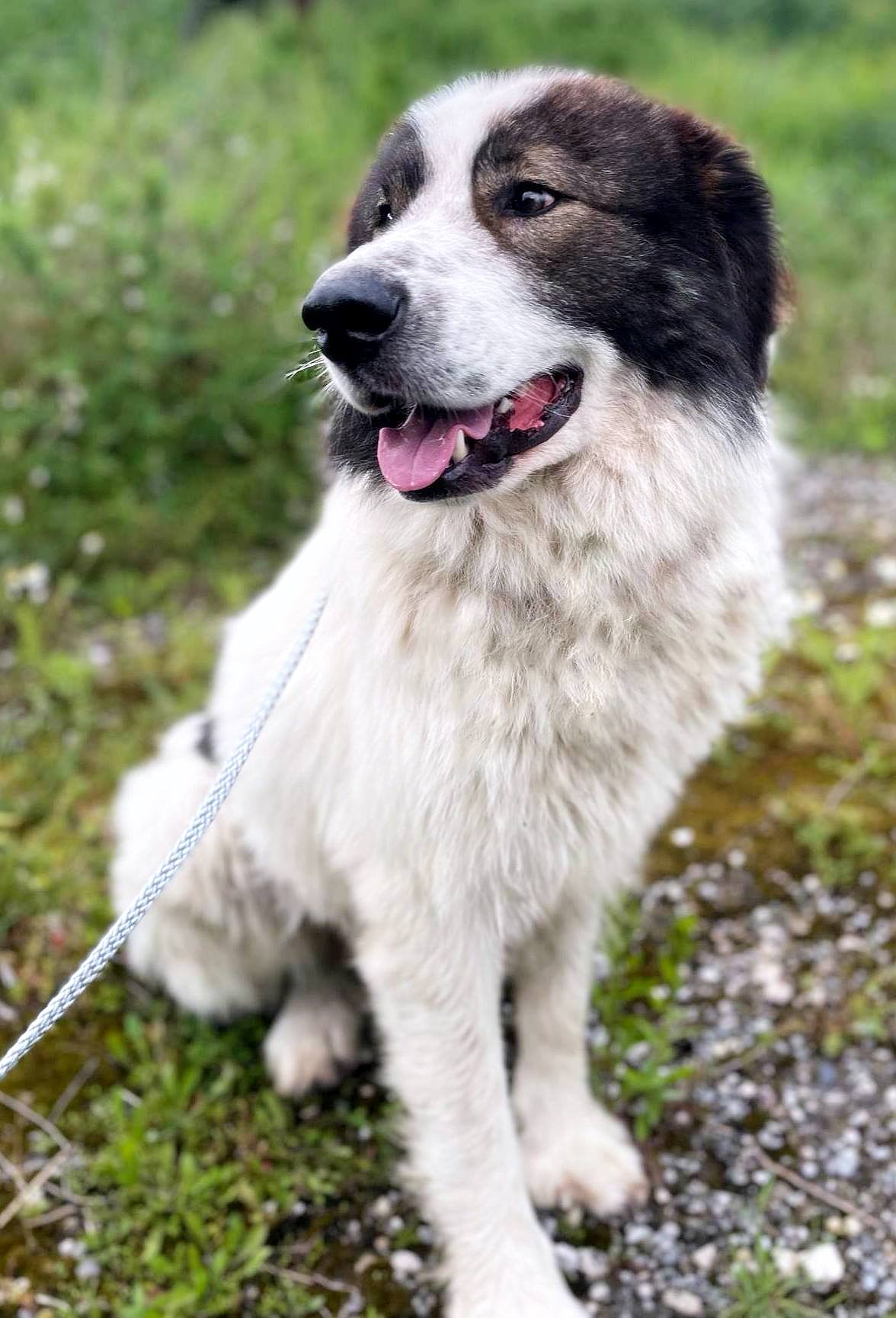 *** GEADOPTEERD *** ✨ Bentley – een majestueuze ziel met een hart van goud ✨