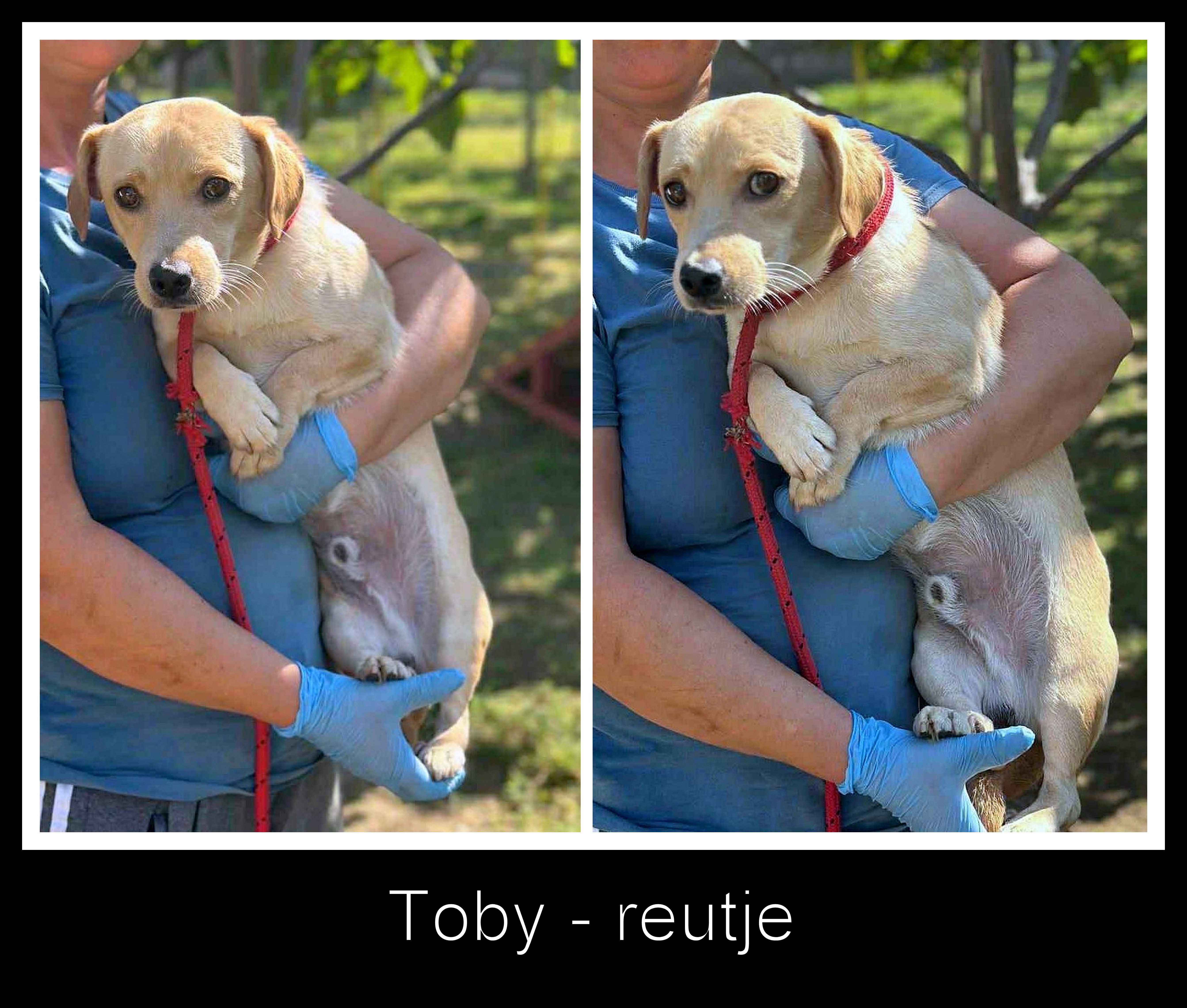 *** ADOPTED ***