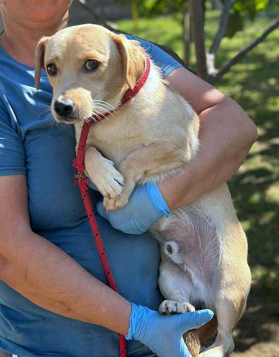 *** ADOPTED ***