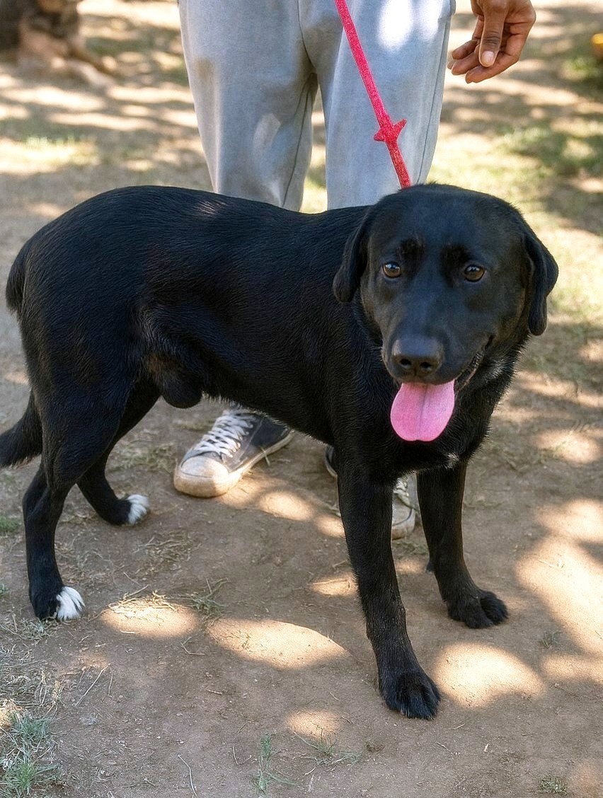 *** ADOPTED UK ***