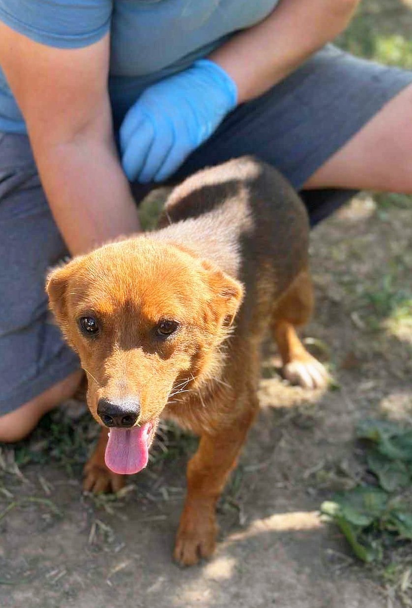 *** ADOPTED UK ***