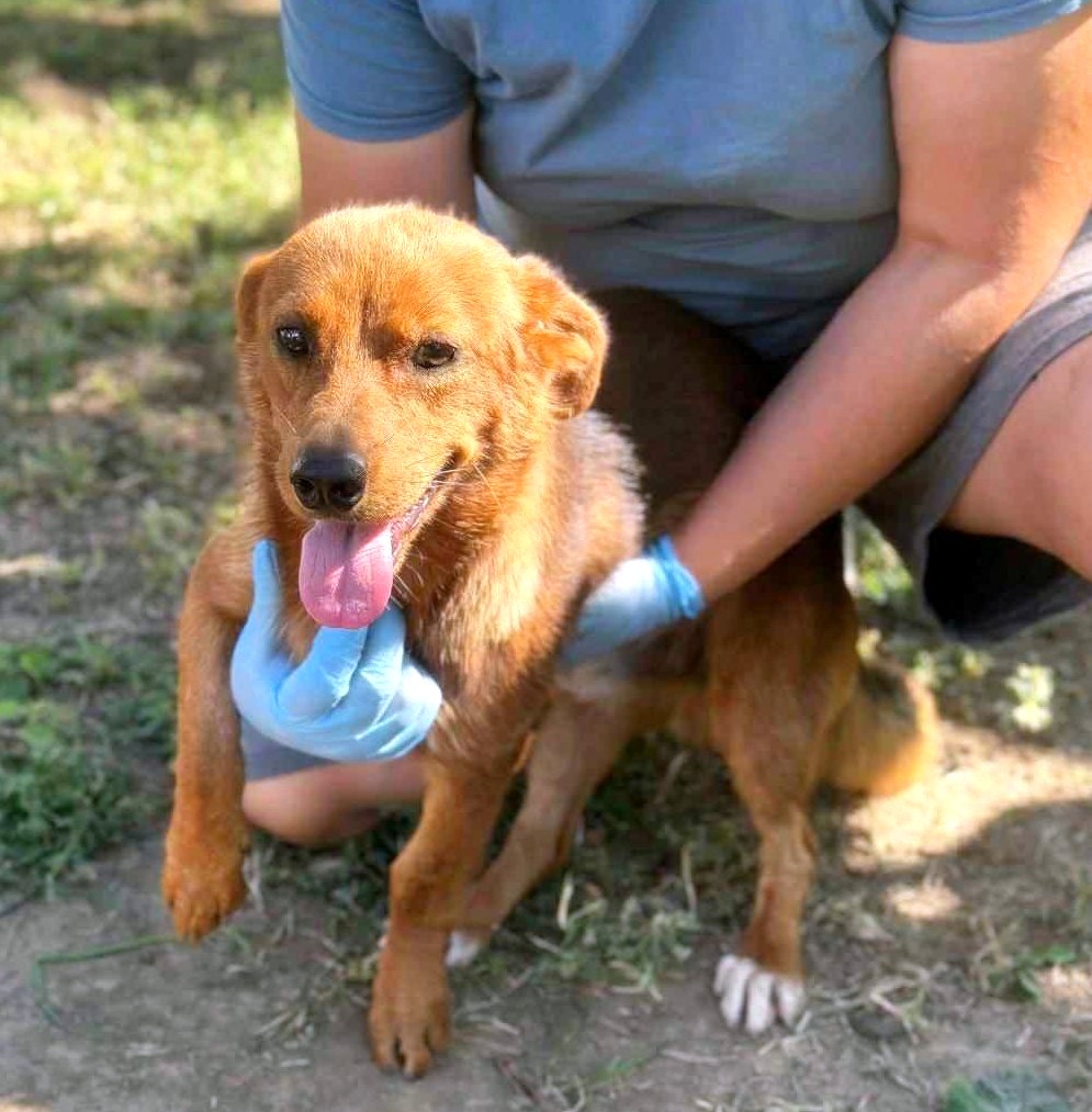 *** ADOPTED UK ***