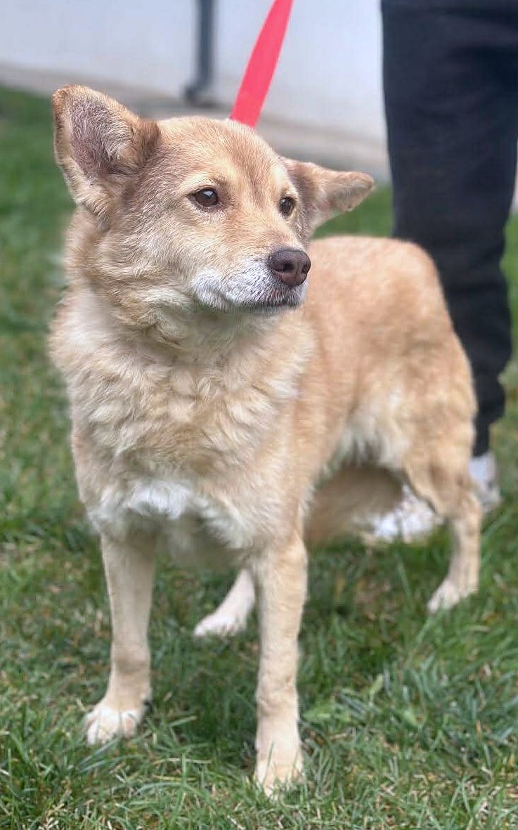 *** ADOPTED UK *** ✨ Elena "Leentje" – lief meisje met een zacht hart ✨